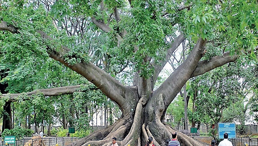 ಲಾಲ್‌ಬಾಗ್‌ನ ಉನ್ನತ ಅಧಿಕಾರಿಗಳು ನಮ್ಮನ್ನು ಒಳಗೆ ಬಿಡುತ್ತಿಲ್ಲ: ನರ್ಸರಿಮೆನ್ ಕೋಆಪರೇಟಿವ್ ಸೊಸೈಟಿ ಸದಸ್ಯರ ಆರೋಪ