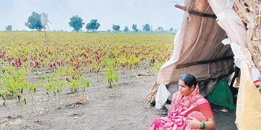 ಗಗನಮುಖಿಯಾದ ಮೆಣಸಿನಕಾಯಿ ಬೆಲೆ: ಕಳ್ಳರಿಂದ ರಕ್ಷಿಸಲು ಕೊರೆಯುವ ಚಳಿ ಲೆಕ್ಕಿಸದೆ ಬೆಳೆ ಕಾಯುತ್ತಿರುವ ರೈತರು!