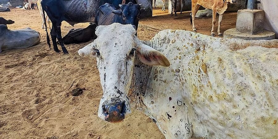 ಚರ್ಮಗಂಟು ರೋಗ: ರಾಜ್ಯದಲ್ಲಿ 6 ತಿಂಗಳಲ್ಲಿ 1.44 ಲಕ್ಷ ಜಾನುವಾರುಗಳಿಗೆ ಸೋಂಕು!
