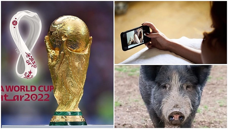 FIFA ವಿಶ್ವಕಪ್ 2022: ಕತಾರ್‌ನಲ್ಲಿ ಸೆಕ್ಸ್ ಆಟಿಕೆ, ಹಂದಿ ಮಾಂಸ, ಬಿಯರ್ ಗೆ ನಿಷೇಧ