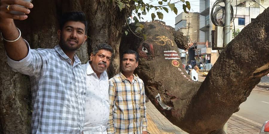 ಹುಬ್ಬಳ್ಳಿ: ಎಲ್ಲರ ಗಮನ ಸೆಳೆಯುತ್ತಿರುವ ಆನೆ ಆಕೃತಿಯ ಈ ಮರ, ಈಗ ಸೆಲ್ಫಿ ಕೇಂದ್ರ!