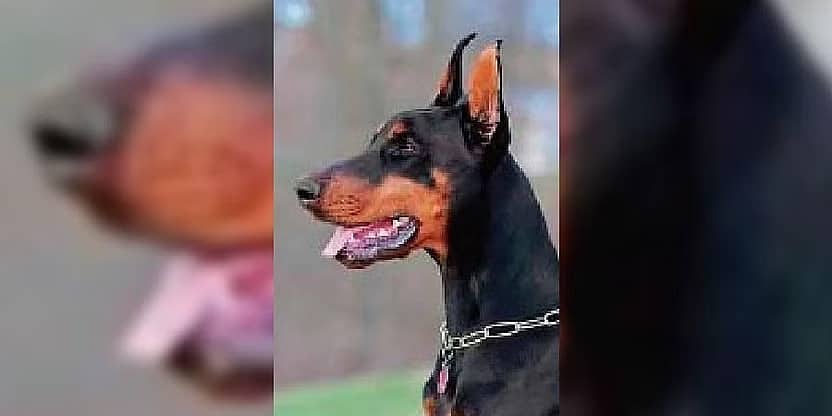 ಬೆಂಗಳೂರು: ಸ್ಫೋಟಕ ವಸ್ತು ಕಚ್ಚಿದ ಡಾಬರ್‌ಮ್ಯಾನ್ ನಾಯಿ ಸಾವು