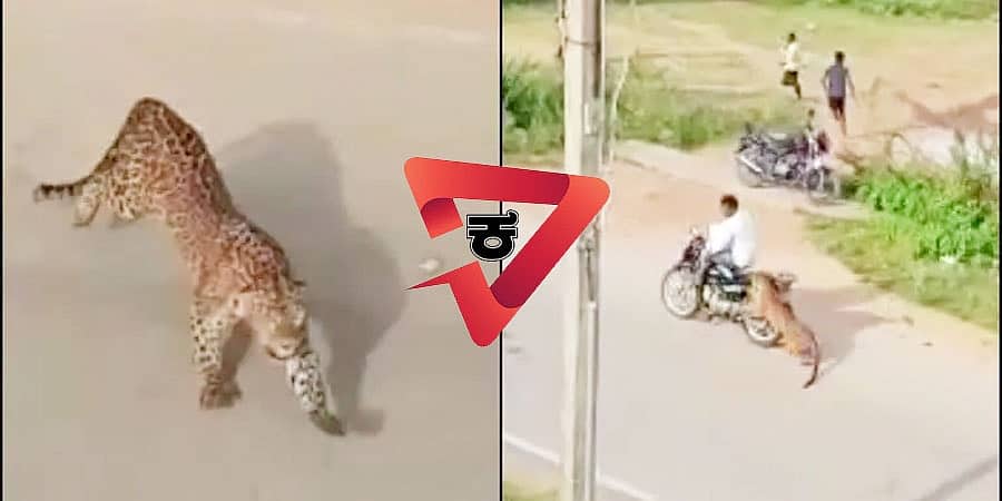 ಮೈಸೂರು: ಕೆ.ಆರ್.ನಗರದಲ್ಲಿ ಚಿರತೆ ದಾಳಿ; ಹಲವರಿಗೆ ಗಾಯ, ಕೊನೆಗೂ ಸೆರೆ