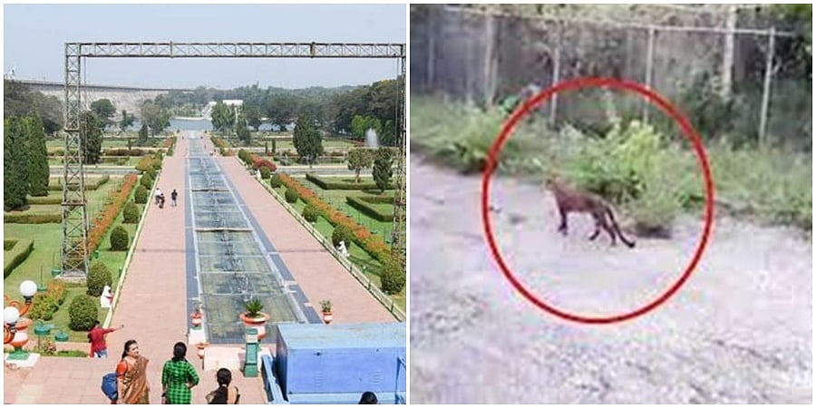 ಮಂಡ್ಯ: ಕೆಆರ್ ಎಸ್ ಬೃಂದಾವನದಲ್ಲಿ ಚಿರತೆ ಪ್ರತ್ಯಕ್ಷ! ಪ್ರವಾಸಿಗರಲ್ಲಿ ಆತಂಕ