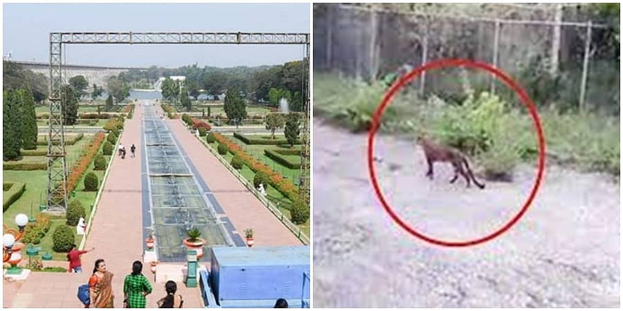 ಮಂಡ್ಯ: ಕೆಆರ್ ಎಸ್ ಬೃಂದಾವನದಲ್ಲಿ ಚಿರತೆ ಪ್ರತ್ಯಕ್ಷ! ಪ್ರವಾಸಿಗರಲ್ಲಿ ಆತಂಕ