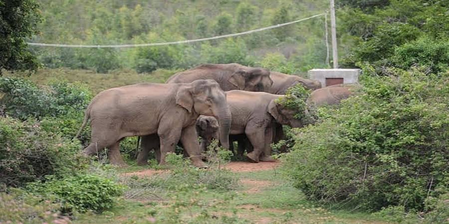 ಮಲೆನಾಡು ಭಾಗದಲ್ಲಿ ಆನೆಗಳ ಹಾವಳಿ: ಸಮಸ್ಯೆ ಕುರಿತು ಚರ್ಚಿಸಲು ಕೇಂದ್ರಕ್ಕೆ ಸಂಸದ ಪ್ರಜ್ವಲ್ ರೇವಣ್ಣ ನೇತೃತ್ವದ ನಿಯೋಗ