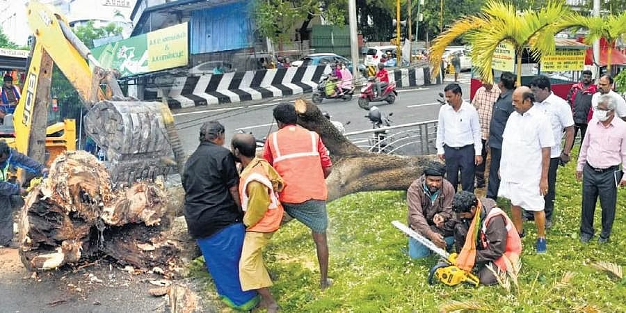 'ಮಾಂಡೂಸ್’ ಚಂಡಮಾರುತ: ಚೆನ್ನೈ ನಗರದಾದ್ಯಂತ ಧರೆಗುರುಳಿದ ಮರಗಳು, 140 ಟನ್ ತ್ಯಾಜ್ಯ ಸಂಗ್ರಹ