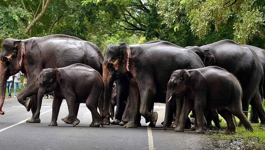 ರಾಜ್ಯದಲ್ಲಿ ಆನೆಗಳ ಗಣತಿಯಲ್ಲಿ ಹೆಚ್ಚಳ: ಹುಷಾರು... ಅರಣ್ಯ ಪ್ರದೇಶಗಳ ಹೊರಗೆ ಅಡ್ಡಾಡುತ್ತಿವೆ 400 ಆನೆಗಳು!