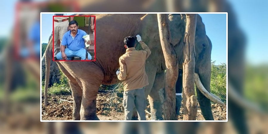 ಕೊಡಗು: ದಸರಾ ಆನೆ ಬಲರಾಮನಿಗೆ ಗುಂಡೇಟು, ಜಮೀನು ಮಾಲೀಕನ ಬಂಧನ