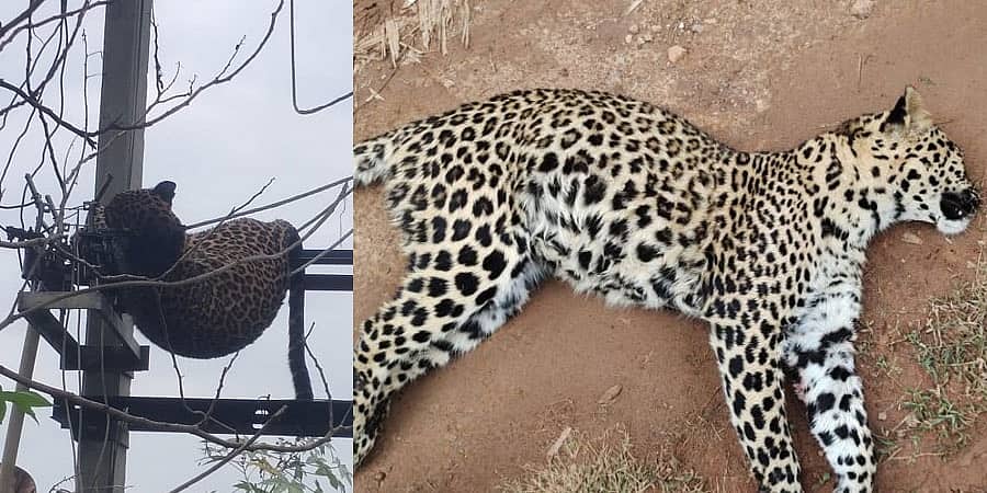 ತುಮಕೂರು: ಬೇಟೆ ಅರಸಿ ಬಂದ ಚಿರತೆ ವಿದ್ಯುತ್ ಟ್ರಾನ್ಸ್ ಫಾರ್ಮರ್ ಗೆ ಸಿಲುಕಿ ಸಾವು!