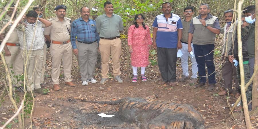 ಹಳಿಯಾಳ ಅರಣ್ಯದಲ್ಲಿ ಗಂಡು ಹುಲಿ ಸಾವು; ತಲೆ, ಉಗುರು ಕಿತ್ತುಕೊಂಡು ಹೋದ ದುಷ್ಕರ್ಮಿಗಳು