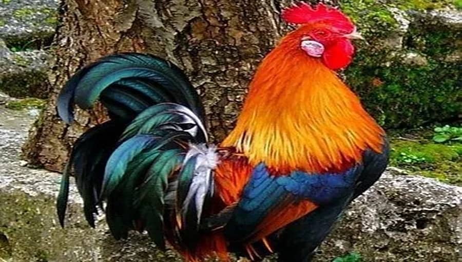 ಕೋಳಿ ಕೂಗೋದ್ರರಿಂದ ತೊಂದರೆಯಾಗುತ್ತಿದೆ: ಬೆಂಗಳೂರು ಪೊಲೀಸ್ ಕಮೀಷನರ್ಗೆ ವಿಲಕ್ಷಣ ದೂರು!