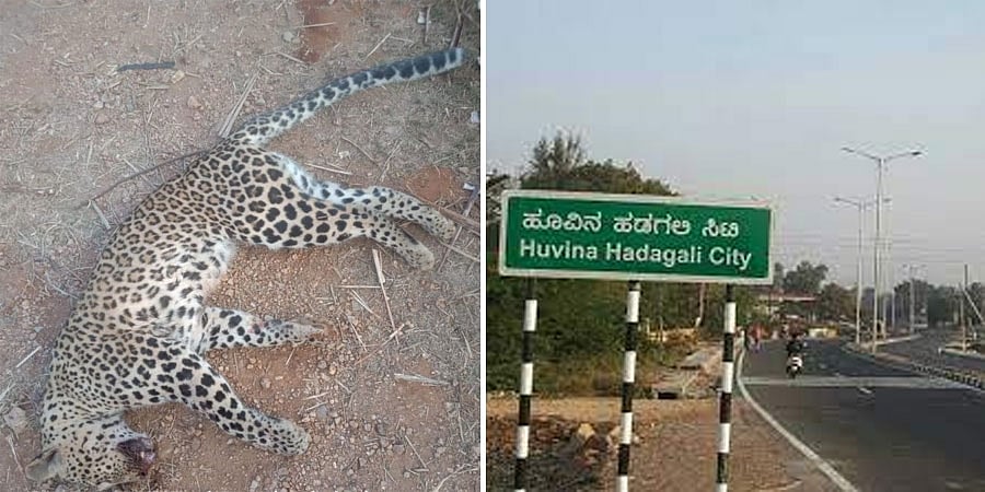 ವಿಜಯನಗರ: ವಾಹನ ಢಿಕ್ಕಿಯಾಗಿ ಚಿರತೆ ಸಾವು