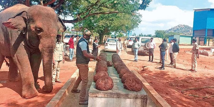 ಕೋಲಾರದಲ್ಲಿ ರಾಜ್ಯದ ಮೊದಲ ಆನೆಗಳ ಆರೈಕೆ ಕೇಂದ್ರ ಸ್ಥಾಪನೆ: ಶೀಘ್ರದಲ್ಲಿಯೇ ಪ್ರವಾಸಿಗರ ಭೇಟಿಗೆ ಅವಕಾಶ
