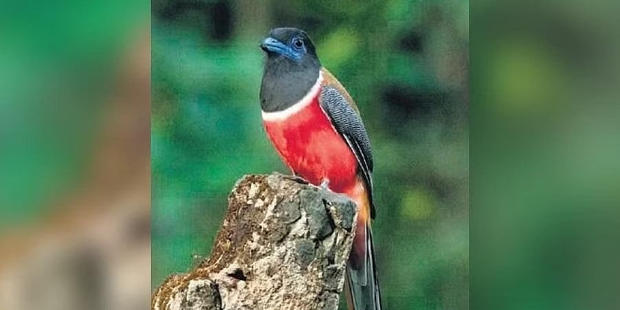 ಕೊಲ್ಲೂರಿನಲ್ಲಿ ಜನವರಿ 6 ರಿಂದ 8 ರವರೆಗೆ ಪಕ್ಷಿ ಉತ್ಸವ: ‘ಮಲಬಾರ್ ಟ್ರೋಗನ್’ ವಿಷಯ