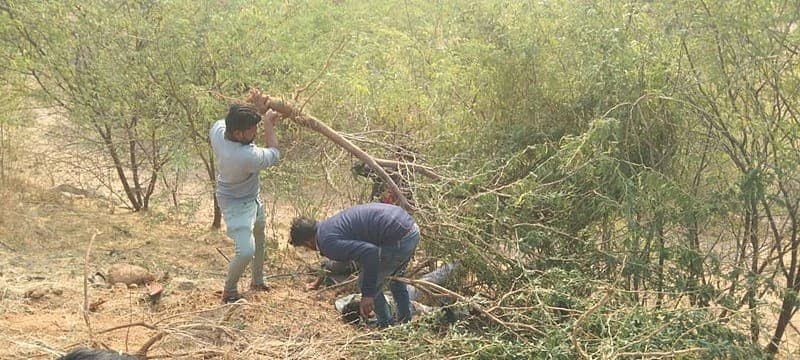 ಮರದ ಕೊಂಬೆಯೊಳಗೆ ಸಿಲುಕಿದ ಜನರನ್ನು ರಕ್ಷಿಸುತ್ತಿರುವುದು