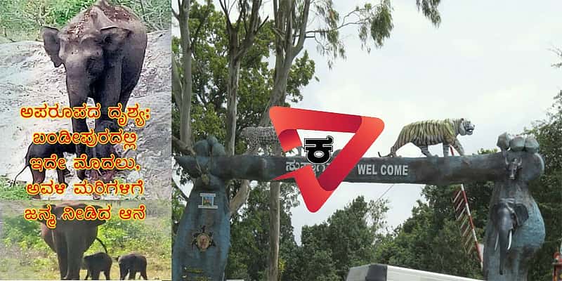 ಅಪರೂಪದ ದೃಶ್ಯ; ಬಂಡೀಪುರದಲ್ಲಿ ಇದೇ ಮೊದಲು, ಅವಳಿ ಮರಿಗಳಿಗೆ ಜನ್ಮ ನೀಡಿದ ಆನೆ