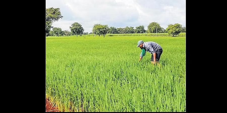 ಕೊಡಗಿನಲ್ಲಿ ರಸಗೊಬ್ಬರಗಳ ತೀವ್ರ ಕೊರತೆ: ಕೃಷಿ ಚಟುವಟಿಕೆಗಳ ಮೇಲೆ ಗಂಭೀರ ಪರಿಣಾಮ