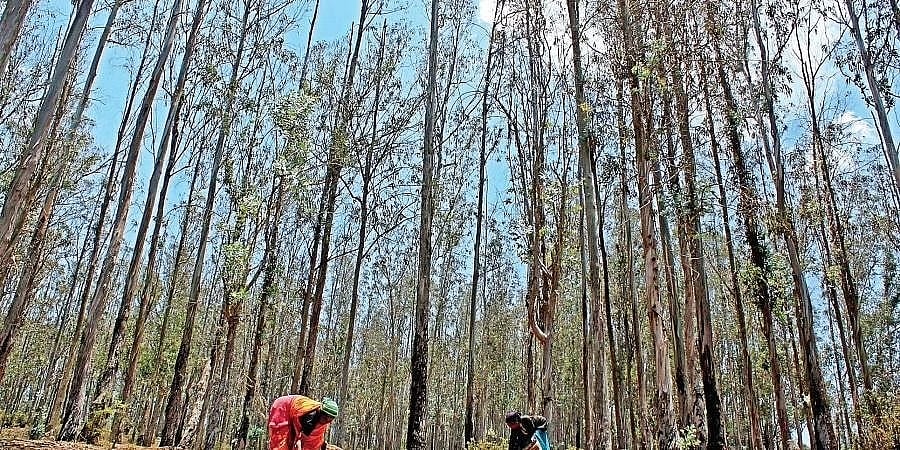 ನೀಲಗಿರಿ ಬೆಳೆಯ ಮೇಲಿನ ನಿಷೇಧ ಹಿಂಪಡೆಯಲು ಸರ್ಕಾರಕ್ಕೆ ಮನವಿ: ತಾರಾ ಅನುರಾಧ