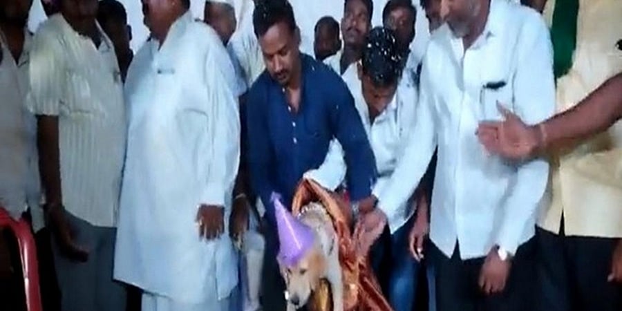 ಬೆಳಗಾವಿ: 100 ಕೆಜಿ ಕೇಕ್ ಕಟ್ ಮಾಡಿ ತನ್ನ ನೆಚ್ಚಿನ ನಾಯಿಯ ಹುಟ್ಟುಹಬ್ಬವನ್ನು ಅದ್ಧೂರಿಯಾಗಿ ಆಚರಿಸಿದ ಶಿವಪ್ಪ!