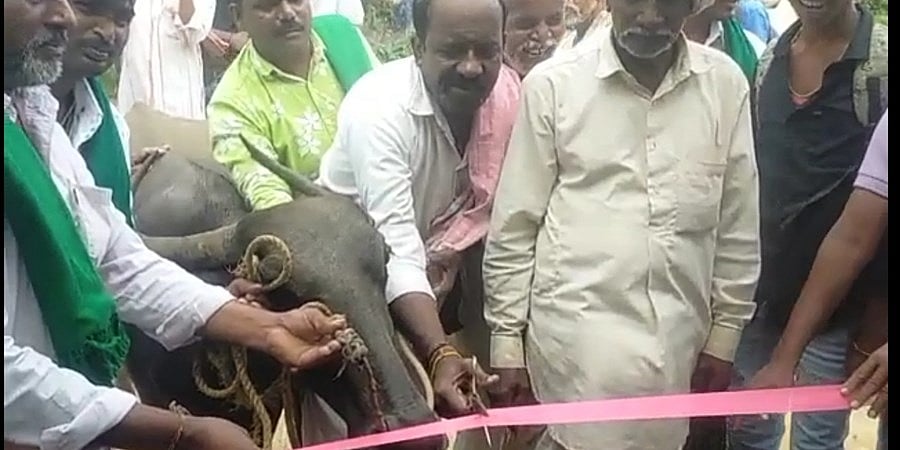 ಎಮ್ಮೆಯಿಂದ ಬಸ್ ನಿಲ್ದಾಣ ಉದ್ಘಾಟನೆ: ಜನಪ್ರತಿನಿಧಿಗಳು, ಅಧಿಕಾರಿಗಳ ಗಮನ ಸೆಳೆಯಲು ಗ್ರಾಮಸ್ಥರ ಉಪಾಯ!