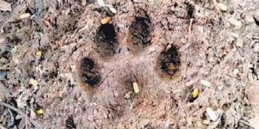 ಬೆಂಗಳೂರು: ಚಿರತೆ ಹೆಜ್ಜೆಗುರುತು, ಸೂಳಿಕೆರೆಪಾಳ್ಯ ನಿವಾಸಿಗಳಲ್ಲಿ ಆತಂಕ