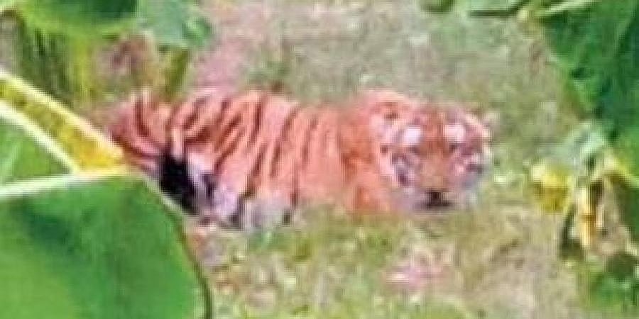 ಚಾಮರಾಜನಗರ: ಇಬ್ಬರ ಮೇಲೆ ಹುಲಿ ದಾಳಿ; ಗ್ರಾಮಸ್ಥರಲ್ಲಿ ಆತಂಕ