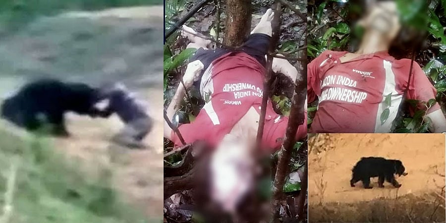 ಶಿರಸಿ: ತಲೆಯನ್ನೇ ಕಿತ್ತು ಹರಿದು ಹಾಕಿದ ಕರಡಿ, ವ್ಯಕ್ತಿ ಸಾವು!