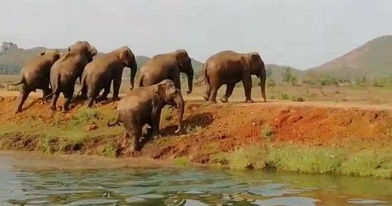 'ವಿಶ್ವ ಆನೆ ದಿನದಂದು, ಆನೆಯನ್ನು ರಕ್ಷಿಸುವ ಬದ್ಧತೆ ಬಗ್ಗೆ ಪ್ರಧಾನಿ ಮೋದಿ ಟ್ವೀಟ್ ಮಾಡಿದ್ದಾರೆ. ಏಷ್ಯಾದ ಎಲ್ಲಾ ಆನೆಗಳಲ್ಲಿ ಸುಮಾರು 60% ರಷ್ಟು ಭಾರತವನ್ನು ಹೊಂದಿದೆ. ಕಳೆದ 8 ವರ್ಷಗಳಲ್ಲಿ ಆನೆಗಳ ಮೀಸಲು ಸಂಖ್ಯೆ ಹೆಚ್ಚಿದೆ. ಆನೆಗಳ ರಕ್ಷಣೆಯಲ್ಲಿ ತೊಡಗಿರುವ ಎಲ್ಲರನ್ನೂ ನಾನು ಶ್ಲಾಘಿಸುತ್ತೇನೆ ಎಂದು ಅವರು