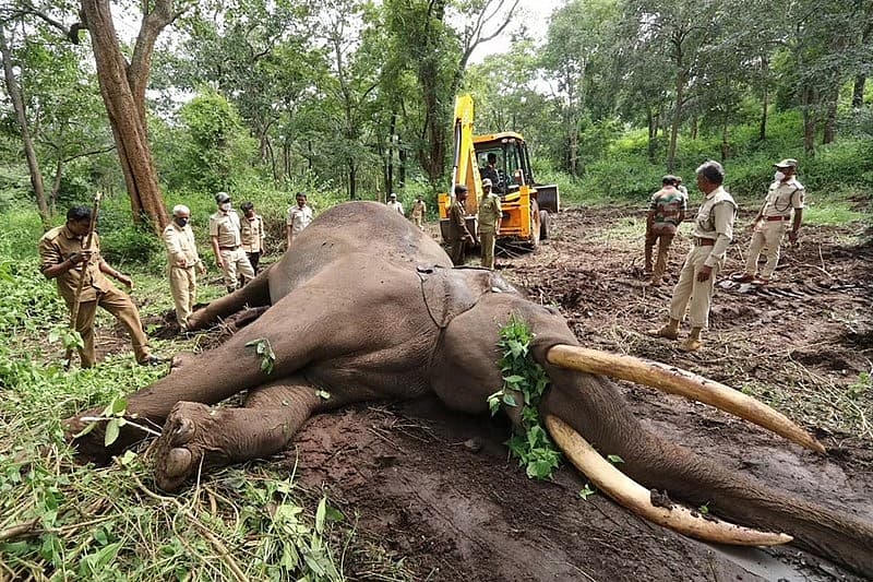 ಕಳೆದ ಮೂರು ವರ್ಷಗಳಲ್ಲಿ ವಿದ್ಯುದಾಘಾತದಿಂದ ಸುಮಾರು 222 ಆನೆಗಳು, ರೈಲು ಅಪಘಾತದಲ್ಲಿ 45, ಬೇಟೆಯಿಂದ 29 ಮತ್ತು ವಿಷ ಸೇವಿಸಿ 11 ಆನೆಗಳು ಸಾವನ್ನಪ್ಪಿವೆ ಎಂದು ಕೇಂದ್ರ ಸಚಿವ ಭೂಪೇಂದರ್ ಯಾದವ್ ಹೇಳಿದ್ದಾರೆ.