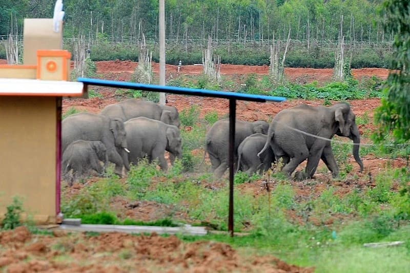 ಪಶ್ಚಿಮ ಘಟ್ಟಗಳ ಭೂದೃಶ್ಯವು ವಿಶ್ವದಲ್ಲೇ ಅತಿ ದೊಡ್ಡ ಏಷ್ಯನ್ ಆನೆಗಳಿಗೆ ನೆಲೆಯಾಗಿದೆ. ದೊಡ್ಡದಾದರೂ, ಈ ಜನಸಂಖ್ಯೆಯು ಆವಾಸಸ್ಥಾನದ ನಷ್ಟ ಮತ್ತು ವಿಘಟನೆ, ಆನೆಗಳ ಬೇಟೆಯಾಡುವಿಕೆ ಮತ್ತು ಮಾನವರೊಂದಿಗಿನ ಸಂಘರ್ಷದಿಂದಾಗಿ ಆನೆಗಳ ಪ್ರತೀಕಾರದ ಹತ್ಯೆಯಿಂದ ಬೆದರಿಕೆಗೆ ಒಳಗಾಗುತ್ತದೆ.