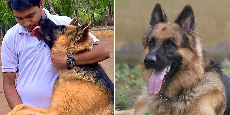 ಕರ್ನಾಟಕ ಅರಣ್ಯ ಇಲಾಖೆ ಶ್ವಾನದಳದ ಮೊದಲ ಶ್ವಾನ 13 ವರ್ಷದ ರಾಣಾ ಇನ್ನಿಲ್ಲ