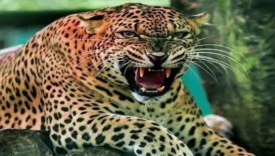 ದಾವಣಗೆರೆ: ಚಿರತೆ ದಾಳಿಗೆ ಮಹಿಳೆ ಬಲಿ