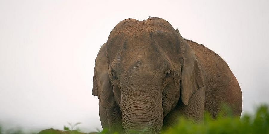 ಬೆಳಗಾವಿ: ಆನೆಗಳ ಆಹಾರಕ್ಕಾಗಿ ರೈತರ ಕಬ್ಬು ಕದಿಯುತ್ತಿರುವ ಕರ್ನಾಟಕದ ಅರಣ್ಯ ಇಲಾಖೆ ಅಧಿಕಾರಿಗಳು!