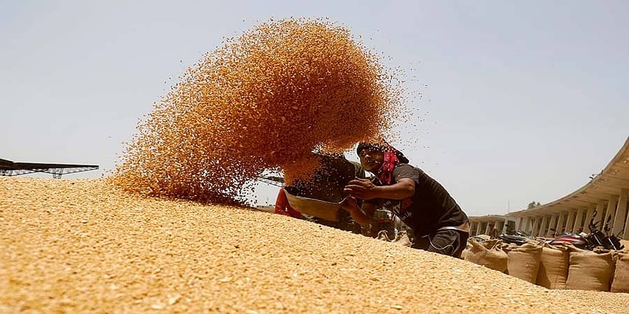 ದೇಶದಲ್ಲಿ ಗೋಧಿ ದಾಸ್ತಾನು ಕೊರತೆ ಇಲ್ಲ: ಕೇಂದ್ರ ಸರ್ಕಾರ ಪುನರುಚ್ಚಾರ