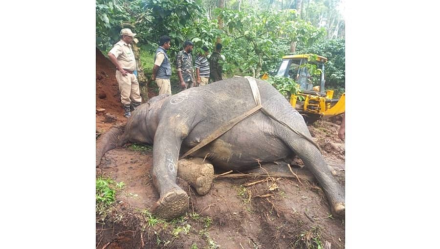 ಕೊಡಗು: ಖಾಸಗಿ ಎಸ್ಟೇಟ್‌ನ ಕೆರೆಯಲ್ಲಿ ಮುಳುಗಿ ಕಾಡಾನೆ ಸಾವು!