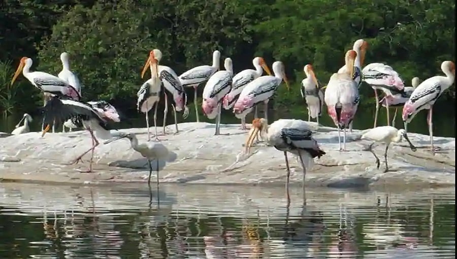 ಕರ್ನಾಟಕಕ್ಕೆ ಹೆಮ್ಮೆಯ ಗರಿ: ಪ್ರಸಿದ್ಧ ರಂಗನತಿಟ್ಟು ಪಕ್ಷಿಧಾಮ ರಾಮ್ಸರ್ ಪಟ್ಟಿಗೆ ಸೇರ್ಪಡೆ