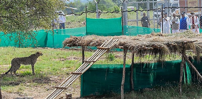 ನೂತನ ಜಾಗಕ್ಕೆ ಬಂದಿಳಿದ ಚೀತಾಗಳು