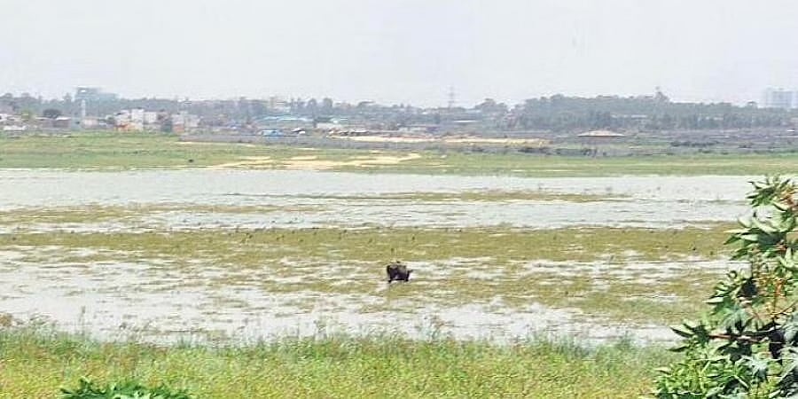 ಬೆಂಗಳೂರು: ಬೇಗೂರು ಕೆರೆ ಸುತ್ತಮುತ್ತ 33 ಒತ್ತುವರಿಗಳ ತೆರವು