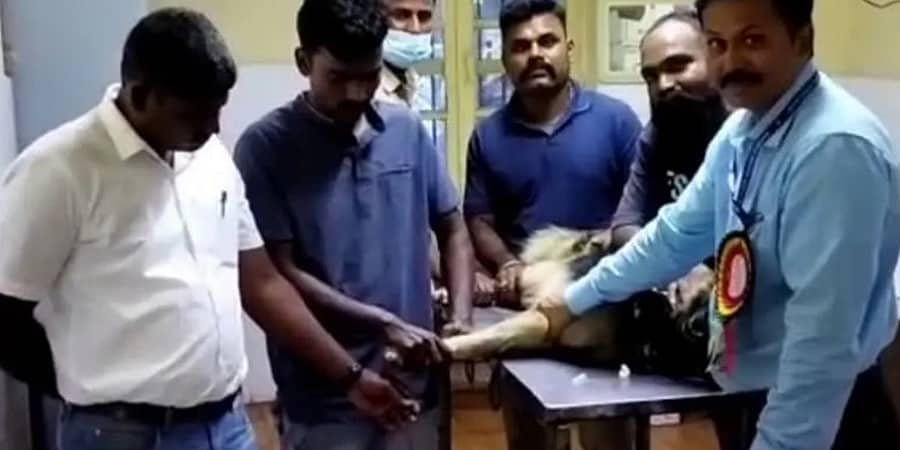 ಹುಬ್ಬಳ್ಳಿ: ಇದು ಎರಡು ನಾಯಿಗಳ ಕಥೆ; ರಕ್ತದಾನ ಮಾಡಿ ಮಾಯಾಳ ಜೀವ ಉಳಿಸಿದ ಚಾರ್ಲಿ!