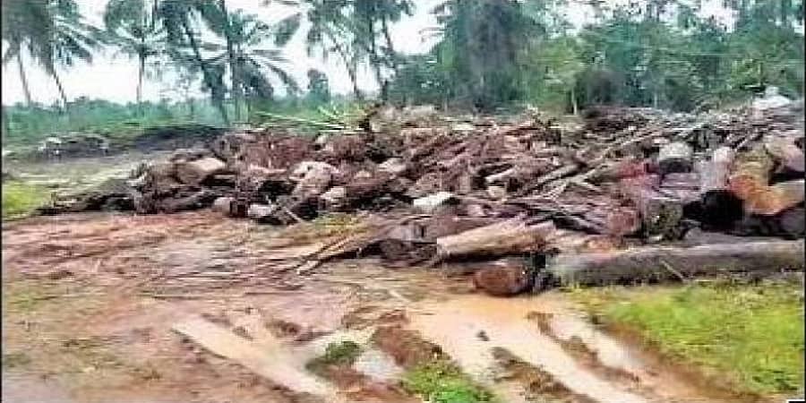 ಉಡುಪಿ: 25ಕ್ಕೂ ಹೆಚ್ಚು ಮರ ಕಡಿದ ಗ್ರಾಮ ಪಂಚಾಯಿತಿ ಸದಸ್ಯನ ವಿರುದ್ಧ ಪ್ರಕರಣ ದಾಖಲು