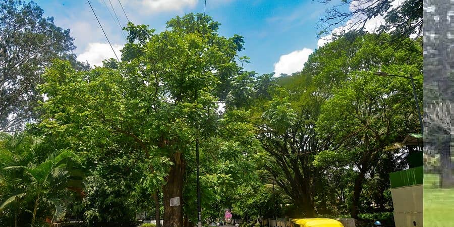 ನಿಮ್ಮ ನೆರೆಹೊರೆಯಲ್ಲಿರುವ ಮರಗಳ ಬಗ್ಗೆ ಇನ್ನಷ್ಟು ತಿಳಿದುಕೊಳ್ಳಲು ಕೋಡ್ಗಳನ್ನು ಸ್ಕ್ಯಾನ್ ಮಾಡಿ!