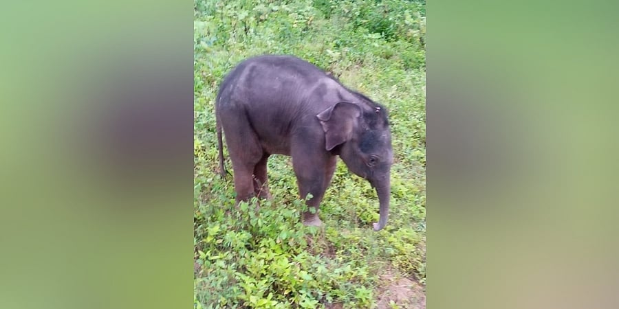 ಬುಡಕಟ್ಟು ಜನಾಂಗದ ಮಕ್ಕಳಿಗೆ ಈ ಆರು ತಿಂಗಳ ಪುಟ್ಟ ಆನೆ ಮರಿಯೇ ಆಟಕ್ಕೆ ಜೊತೆಗಾರ!