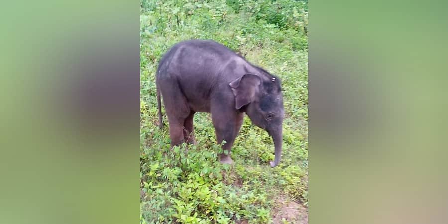 ಬುಡಕಟ್ಟು ಜನಾಂಗದ ಮಕ್ಕಳಿಗೆ ಈ ಆರು ತಿಂಗಳ ಪುಟ್ಟ ಆನೆ ಮರಿಯೇ ಆಟಕ್ಕೆ ಜೊತೆಗಾರ!