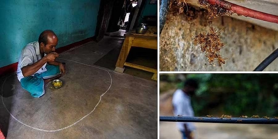 ಇರುವೆ ದಾಳಿ: ಕಿರಿಕಿರಿ ತಾಳಲಾರದೆ ಊರು ತೊರೆಯಲು ಗ್ರಾಮಸ್ಥರು ಮುಂದು!