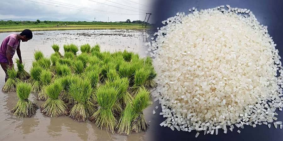 ತತ್ ಕ್ಷಣದಿಂದಲೇ ಜಾರಿಗೆ ಬರುವಂತೆ ನುಚ್ಚಕ್ಕಿ ರಫ್ತು ನಿಷೇಧಿಸಿದ ಕೇಂದ್ರ ಸರ್ಕಾರ!