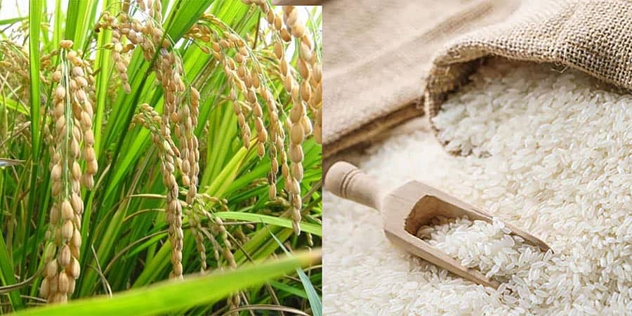 ಭಾರತದ ಅಕ್ಕಿ ಉತ್ಪಾದನೆ 10-12 ಮಿಲಿಯನ್ ಟನ್ ಗಳಷ್ಟು ಕುಸಿಯಬಹುದು: ಕೇಂದ್ರ ಸರ್ಕಾರ