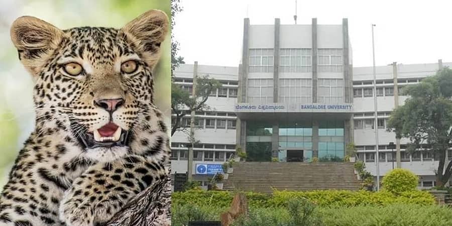 ಚಿರತೆ ಕಾಟ: ಬೆಂಗಳೂರು ವಿವಿ ವಿದ್ಯಾರ್ಥಿಗಳು, ಅಧ್ಯಾಪಕರಿಗೆ ಮುನ್ನೆಚ್ಚರಿಕೆಯ ಸೂಚನೆ