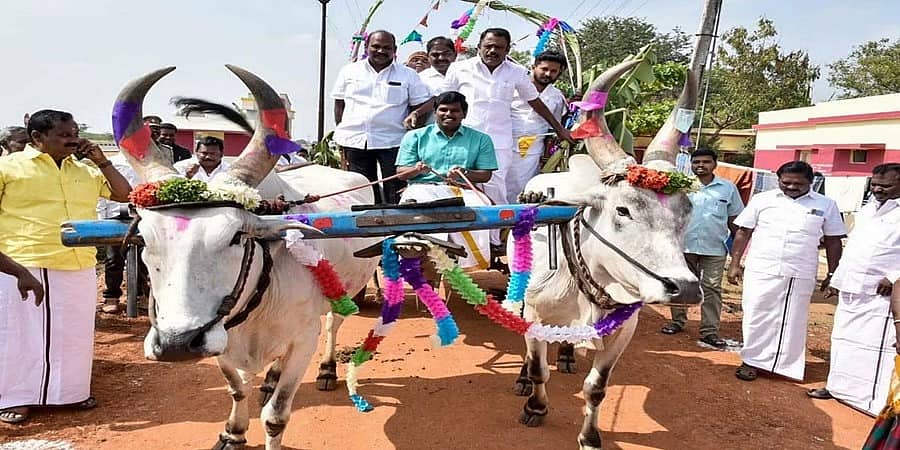 ಗಾಳಿಪಟ, ಎತ್ತಿನ ಗಾಡಿ, ಬಣ್ಣಗಳು, ಪೊಂಗಲ್, ಕಿಚ್ಚು ಹಾಯಿಸುವಿಕೆ ಸಂಕ್ರಾತಿ ಗಮ್ಮತ್ತು