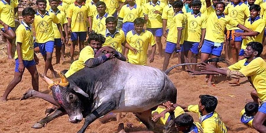 ತಮಿಳುನಾಡು: ಜಲ್ಲಿಕಟ್ಟು ಸ್ಪರ್ಧೆ ವೇಳೆ ಅವಾಂತರ, ಹೋರಿ ತಿವಿದು 19 ಮಂದಿಗೆ ಗಾಯ
